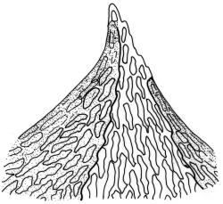 
  Camptochaete arbuscula var. tumida. Apex of branch leaf. Drawn from E.M. Chapman s.n., 11 Dec. 1971, CHR 163840.
 Image: R.C. Wagstaff © New Zealand Institute for Bioeconomy Science 2026 CC-BY 3.0 NZ